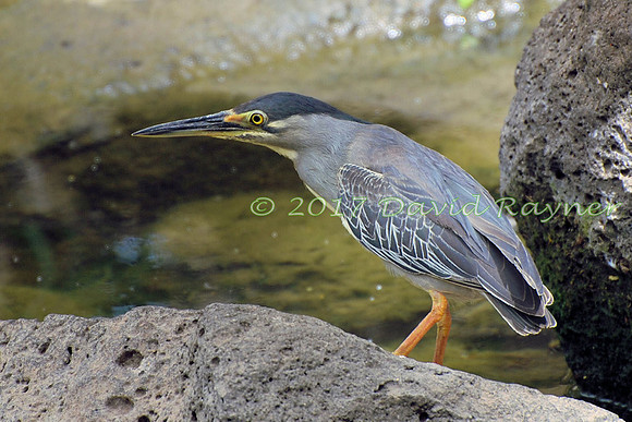 striated heron (15)