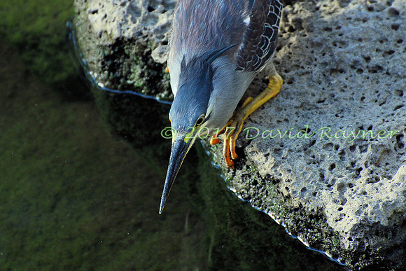 striated heron (17)
