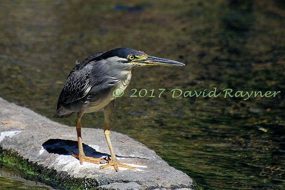 striated heron (18)