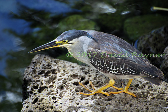striated heron (19)