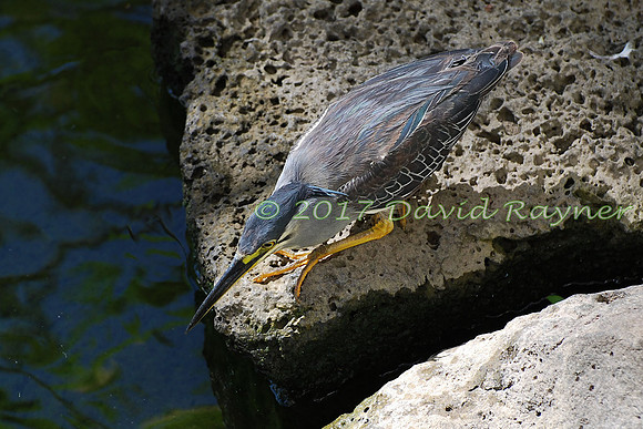 striated heron (20)