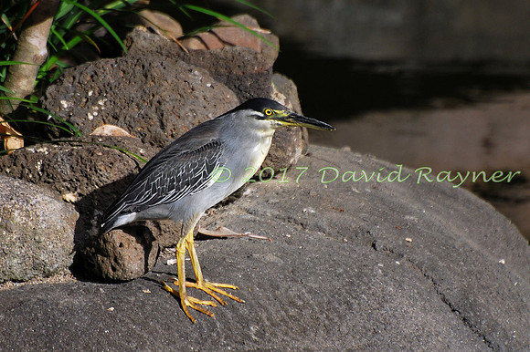 striated heron (21)