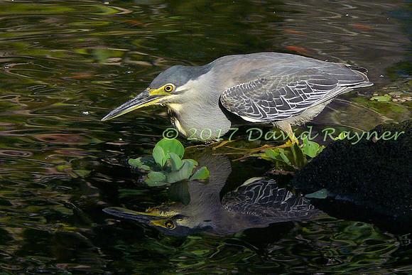 striated heron (22)