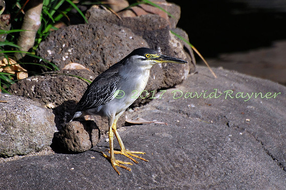 striated heron (23)