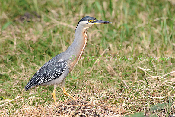 striated heron (24)