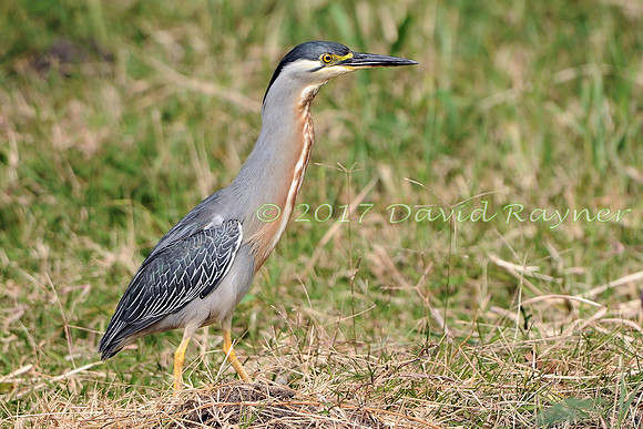 striated heron (26)