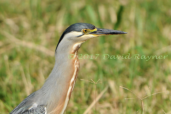 striated heron (27)