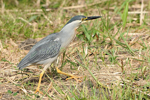 striated heron (29)