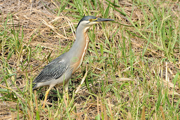 striated heron (30)