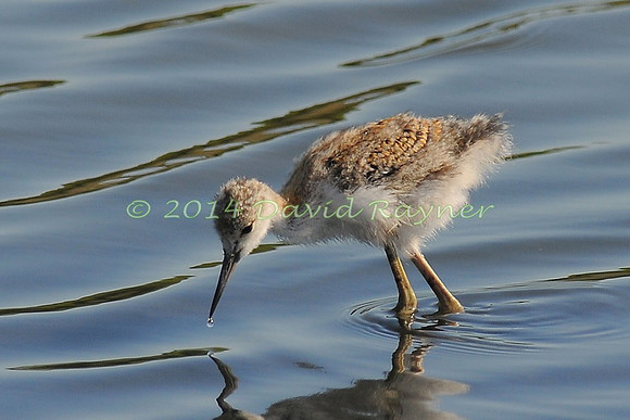 black-winged stilt (25)