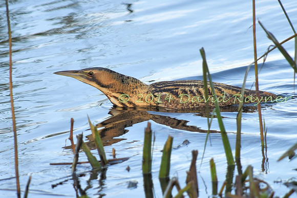Bittern 10
