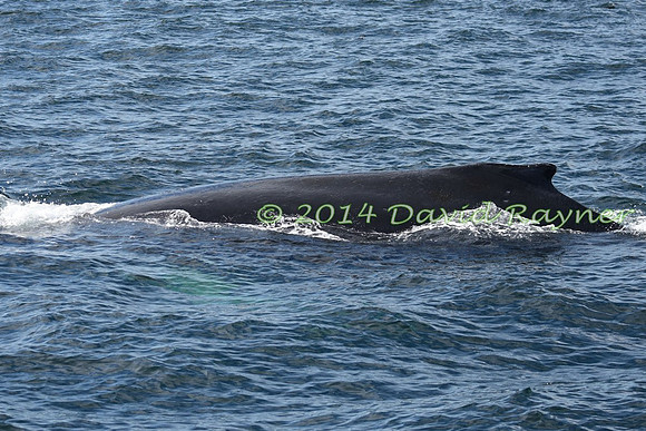 Humpback Whale (25)