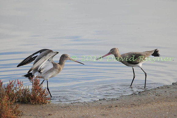 Black-tailed Godwits.a9