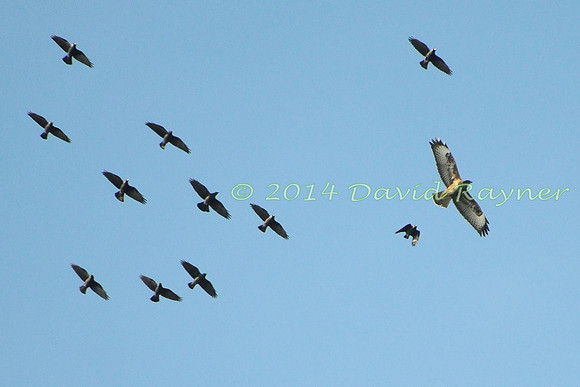 Buzzard+Crows+Jackdaws.d2