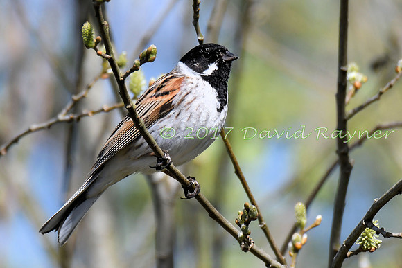 Bunting, Reed 02
