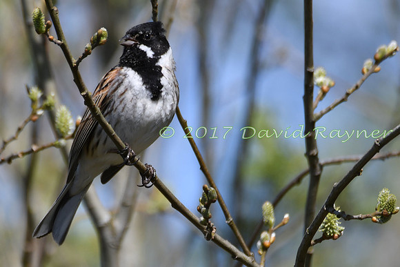 Bunting, Reed 08