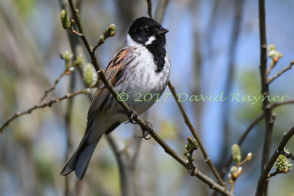 Bunting, Reed 09