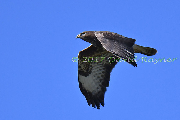 Buzzard, Common 03