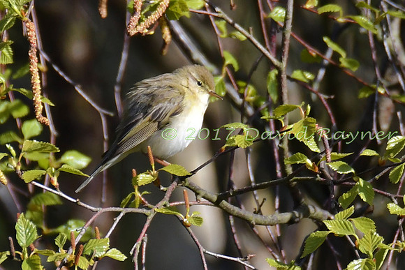 Chiffchaff 01