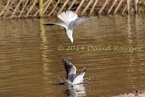 Black-headed Gulls.a1