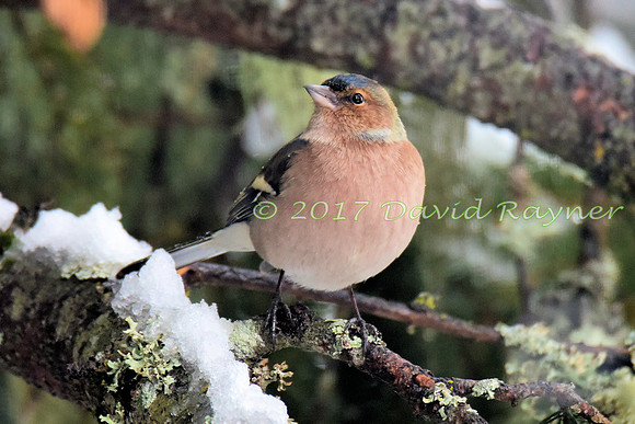 Chaffinch 4