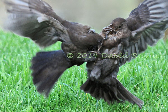 Blackbird.a2