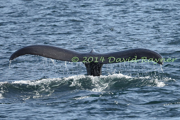 Humpback Whale (16)