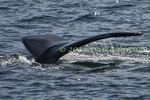 Humpback Whale (27)