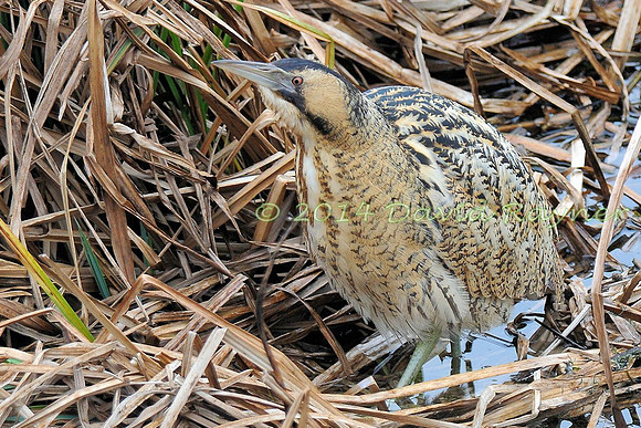 Bittern 05