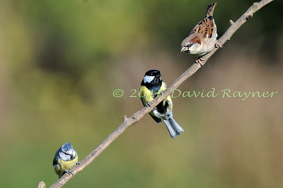 a mix of birds 06