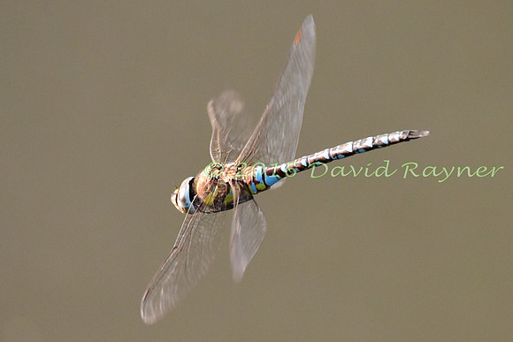 Dragonfly, Migrant Hawker 2