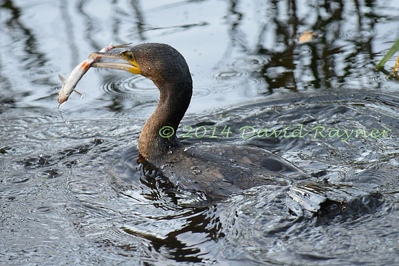 Cormorant 4