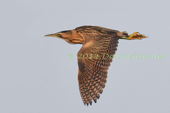 Bittern 14