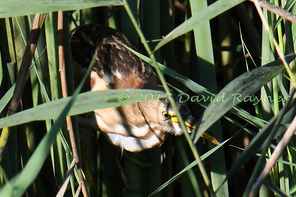 Bittern, Little 01