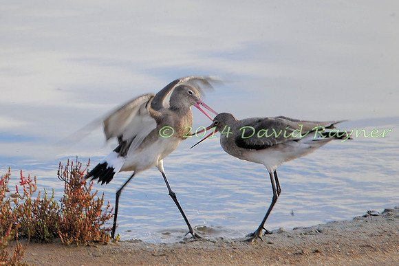 Black-tailed Godwits.a3