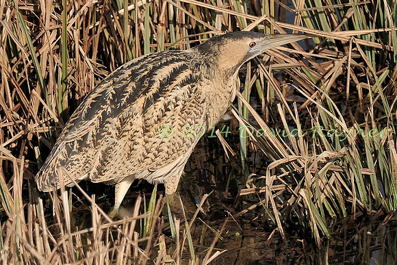 Bittern 11
