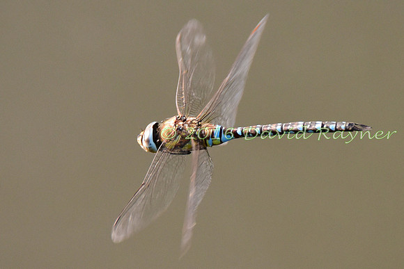 Dragonfly, Migrant Hawker 1