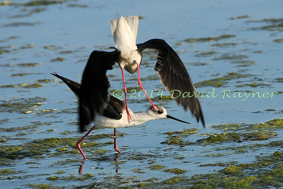 Black-winged Stilt.a2