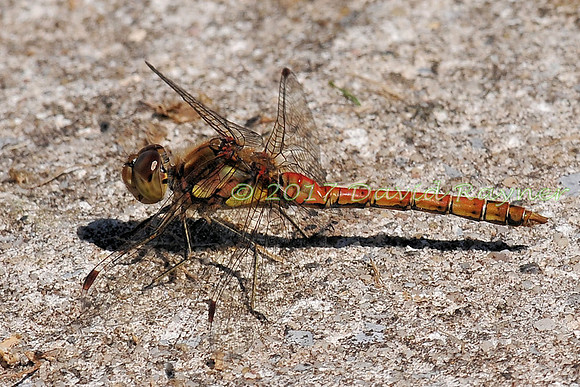 dragonfly (102)