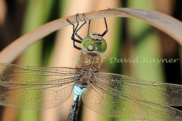 dragonfly (107)