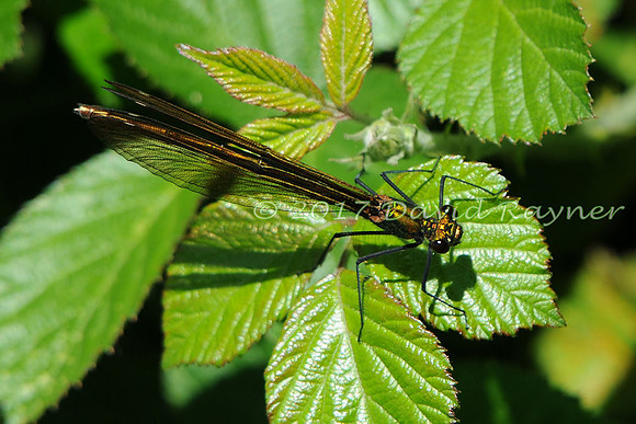 dragonfly (110)