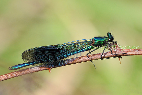 dragonfly (112)