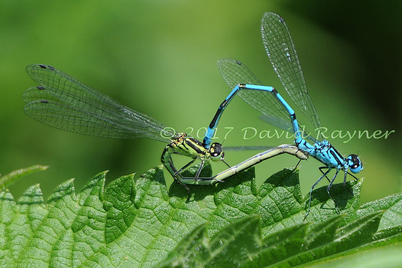 dragonfly (114)