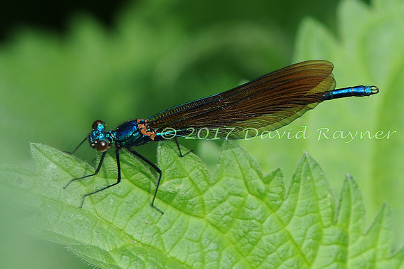 dragonfly (111)