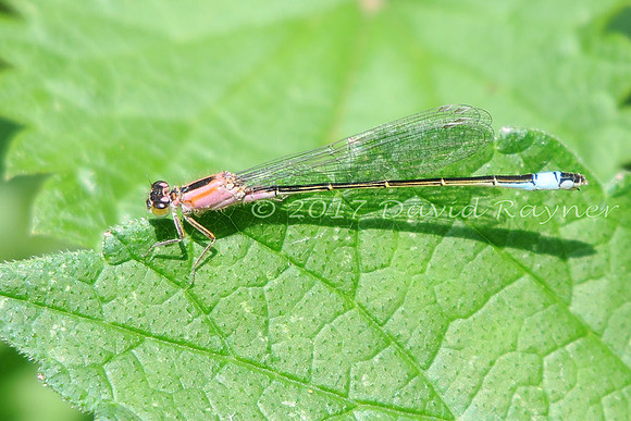 dragonfly (115)