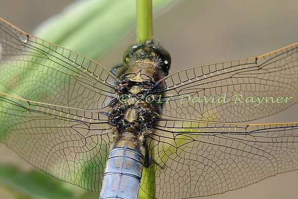 dragonfly (116)