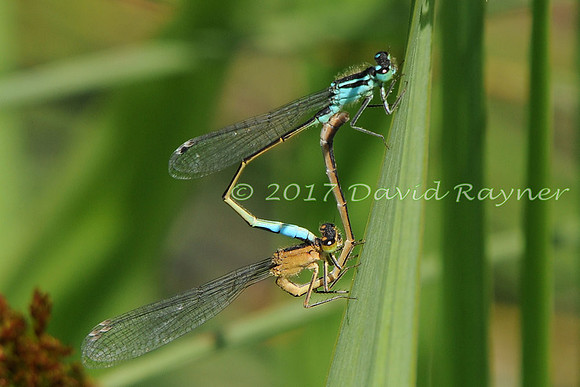 dragonfly (119)