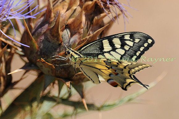 butterflies (104)