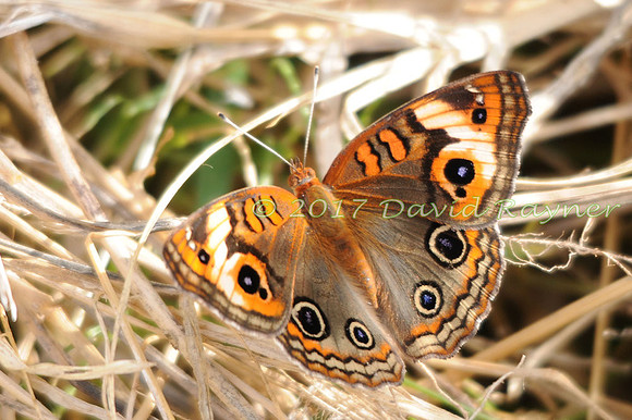 butterflies (102)