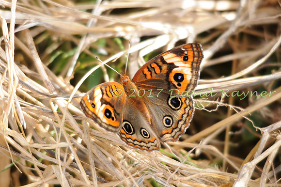 butterflies (101)
